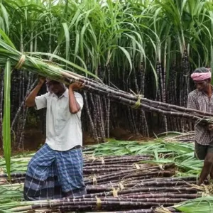 Chhattisgarh Sugarcane