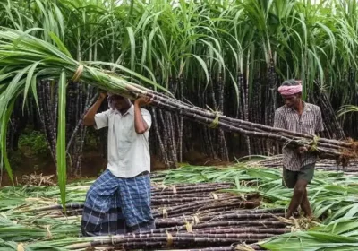 Chhattisgarh Sugarcane