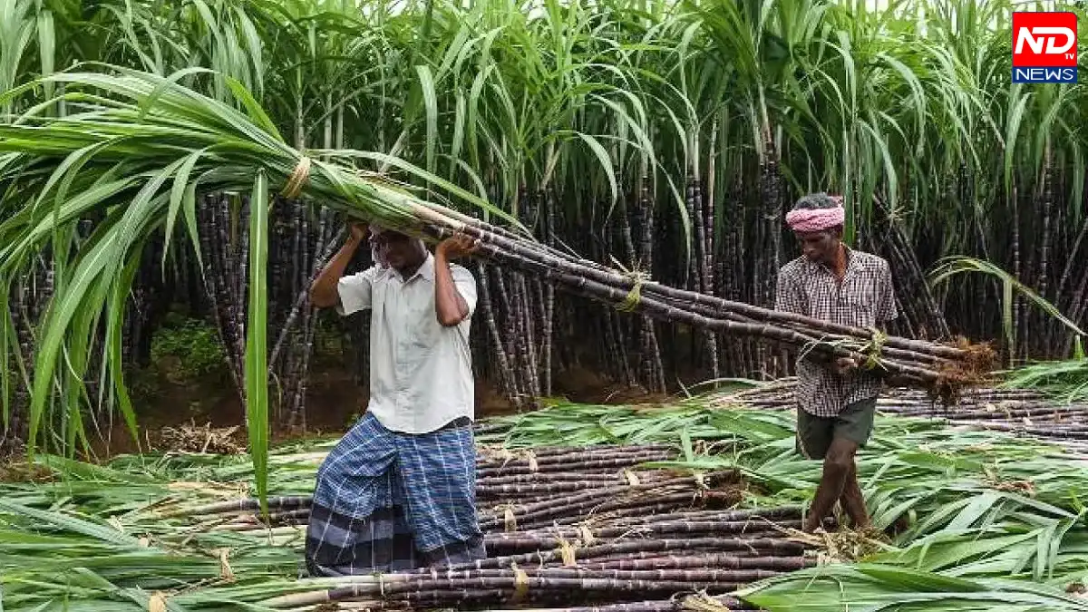 Chhattisgarh Sugarcane