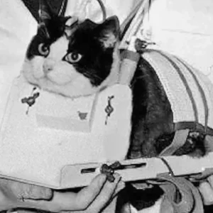 Felicette Cat