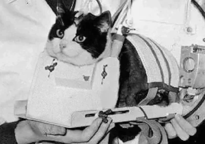 Felicette Cat