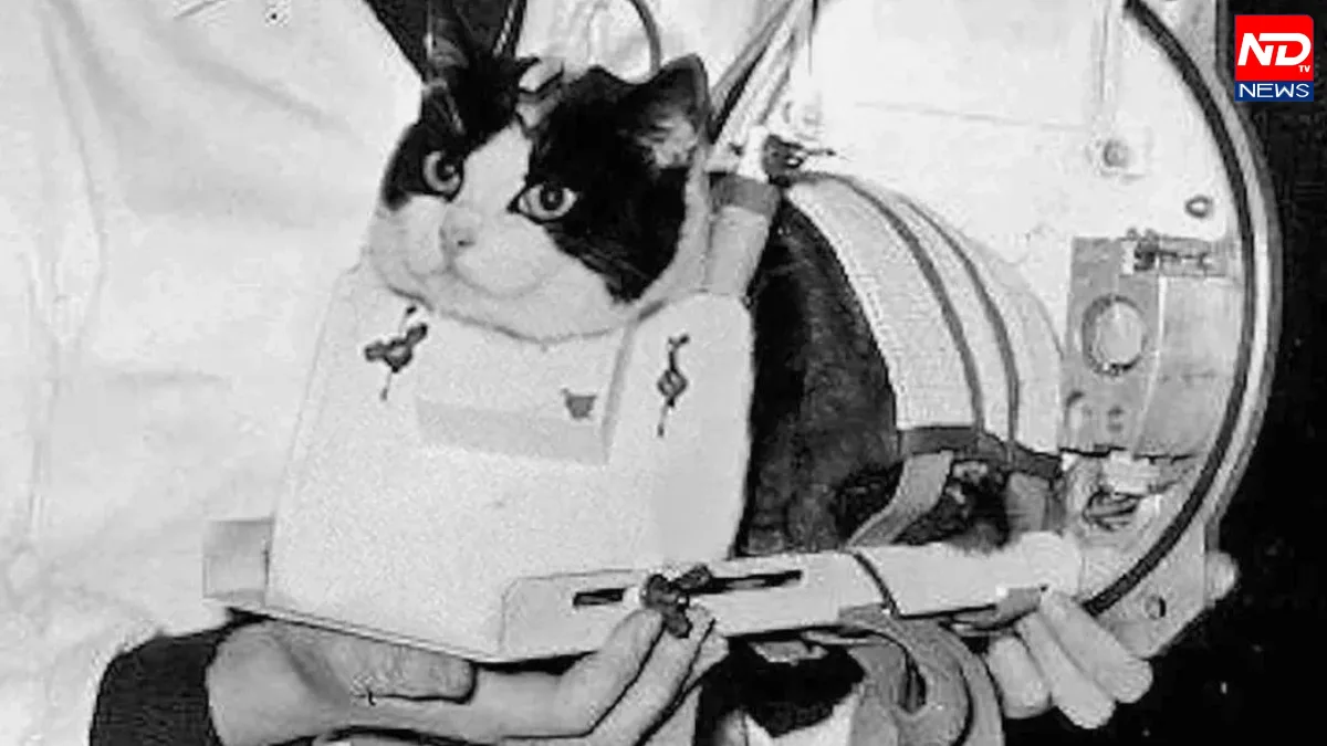 Felicette Cat