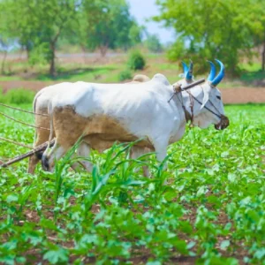 PM Kisan