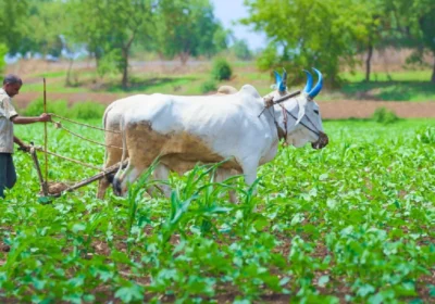 PM Kisan