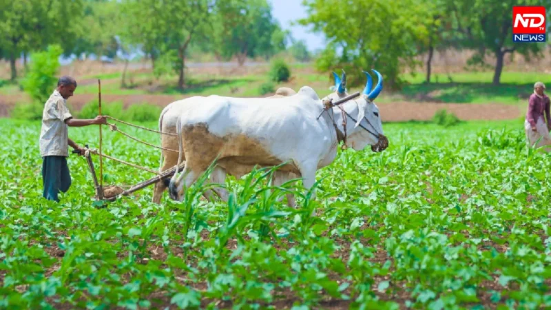 PM Kisan