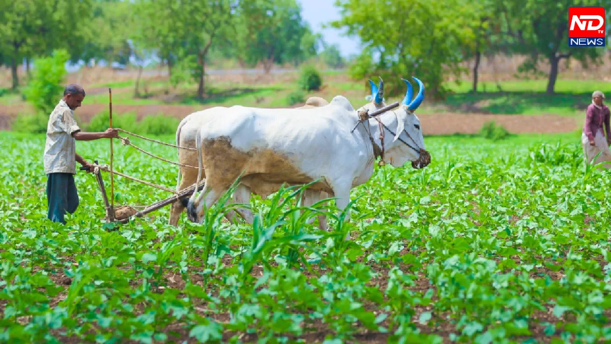PM Kisan